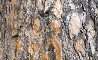 Ağaç kabuğu doku. gövde köknar ağacı arka plan.