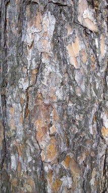 Ağaç kabuğu doku. gövde köknar ağacı arka plan.