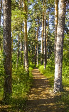 Peri orman. Ağaçlar ve torpid. Sihirli çalılık