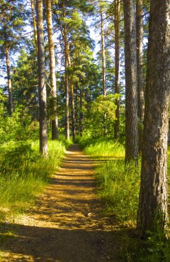 Peri orman. Ağaçlar ve torpid. Sihirli çalılık