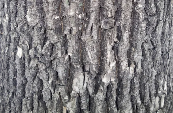 Textura de corteza de árbol. tronco de abeto fondo . — Foto de Stock