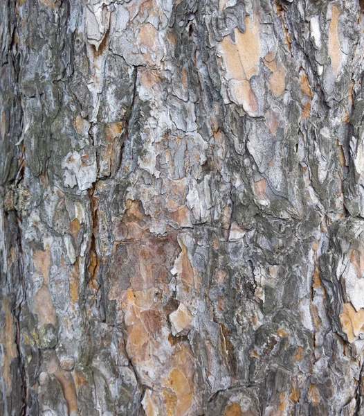 Textura de corteza de árbol. tronco de abeto fondo . —  Fotos de Stock