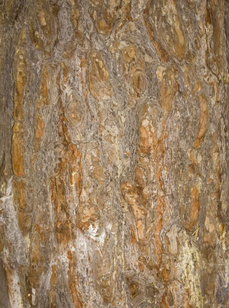 Textura de corteza de árbol. tronco de abeto fondo . —  Fotos de Stock