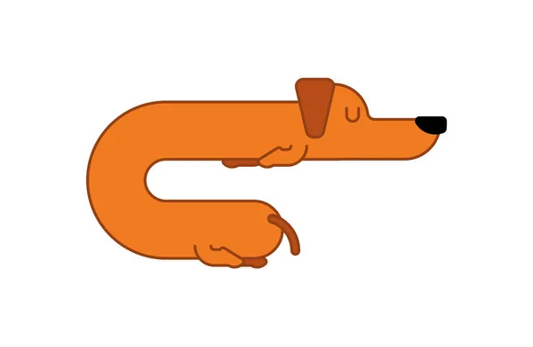 Dachshund dorme estilo linear. O cão é longo. engraçado laranja casa pe — Vetor de Stock