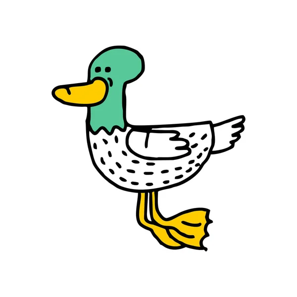 Duck cartoon isolated. Drake drawing. water Bird — Stock Vector