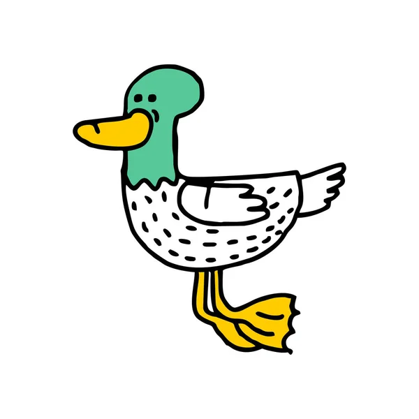 Eend cartoon geïsoleerd. Drake tekening. water vogels — Stockvector