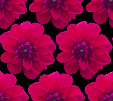 Dahlia kırmızı Dikişsiz desen. Güzel çiçek arka plan