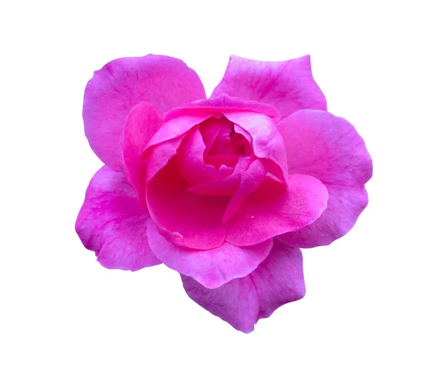 ピンクの薔薇が分離されました。白い背景の美しい花 — ストック写真