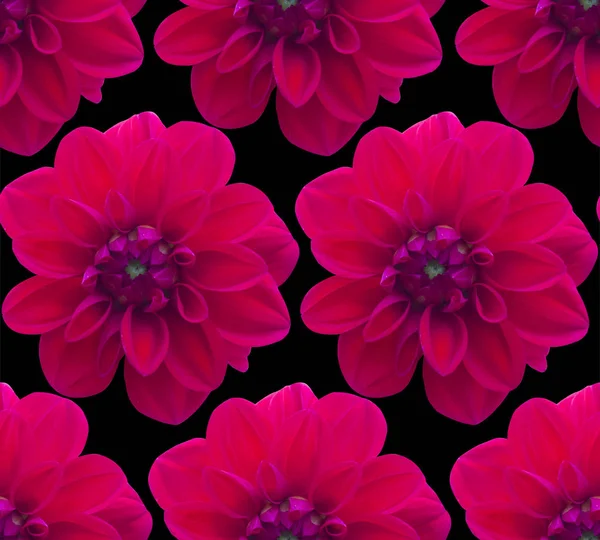 Dahlia kırmızı Dikişsiz desen. Güzel çiçek arka plan