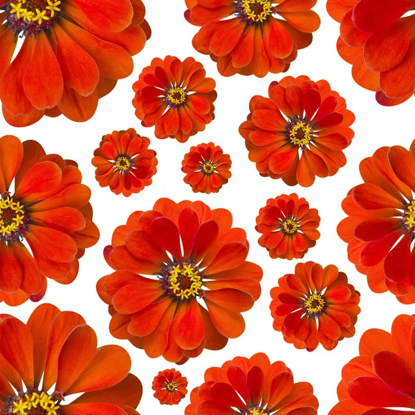 Zinnia kırmızı Dikişsiz desen. Güzel çiçek arka plan