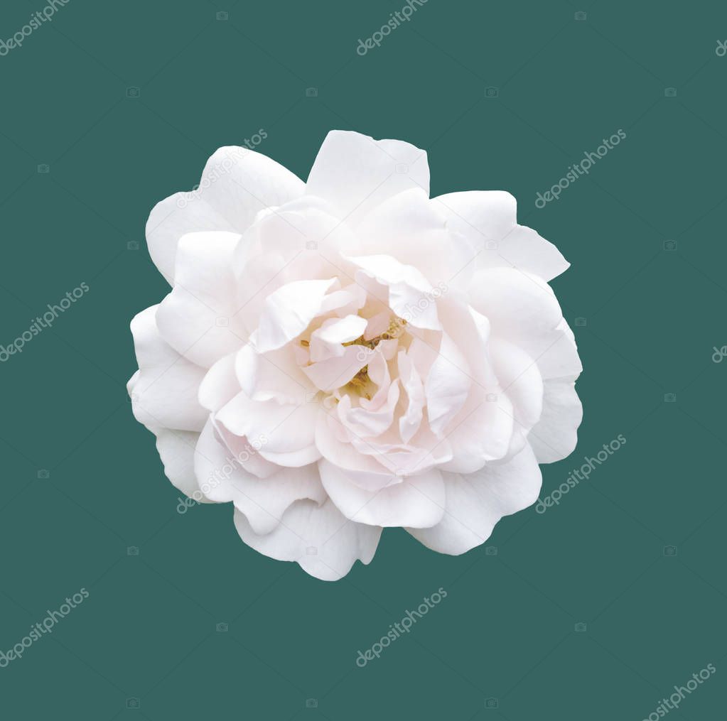 white rose isolated. Beautiful flower on white background