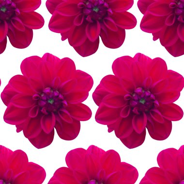 Dahlia kırmızı Dikişsiz desen. Güzel çiçek arka plan