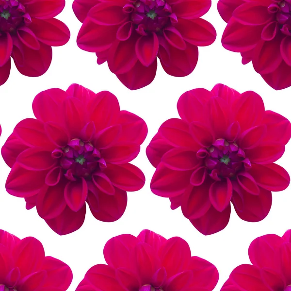 Dahlia kırmızı Dikişsiz desen. Güzel çiçek arka plan
