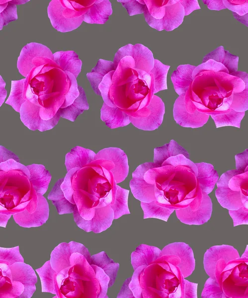 Ροζ τριαντάφυλλο μοτίβο. Όμορφο λουλούδι φόντο άνευ ραφής — Φωτογραφία Αρχείου