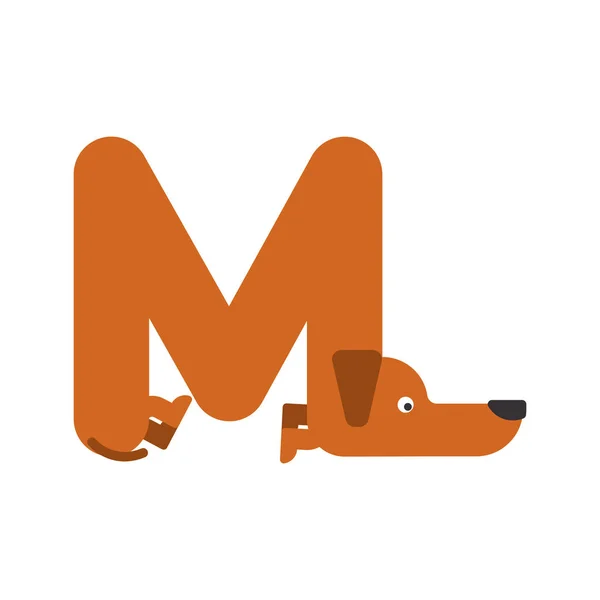 Písmeno M, je pes. chovat jako v bavlnce písmo. Abeceda, jezevčík. Nápis domácí — Stockový vektor