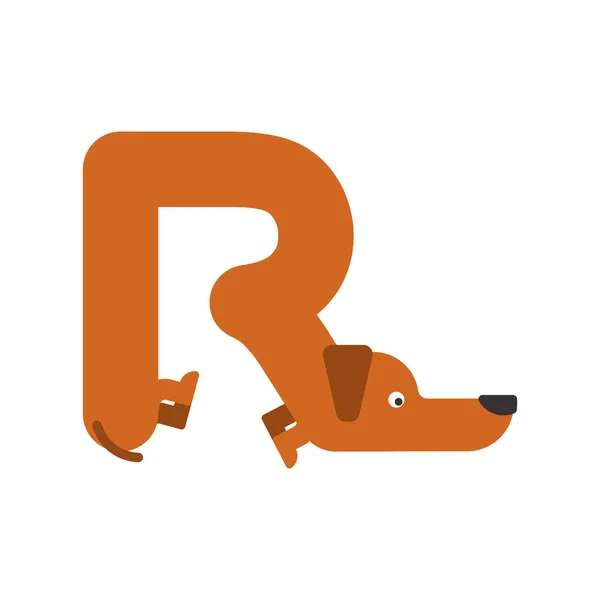 Letter R is dog. pet font. Dachshund alphabet. Lettering home an — Stock Vector