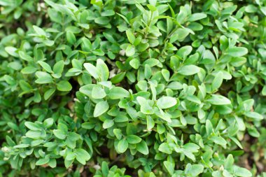 Yeşil yapraklı arka plan, doku