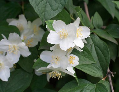 Yeşil arka planı olan beyaz çiçekler