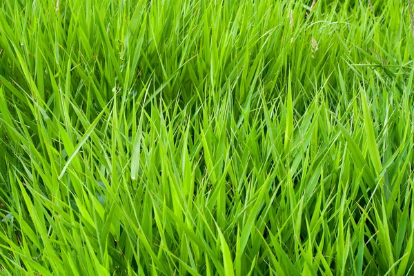 Letnie zielona trawa. tło i tekstura. — Zdjęcie stockowe