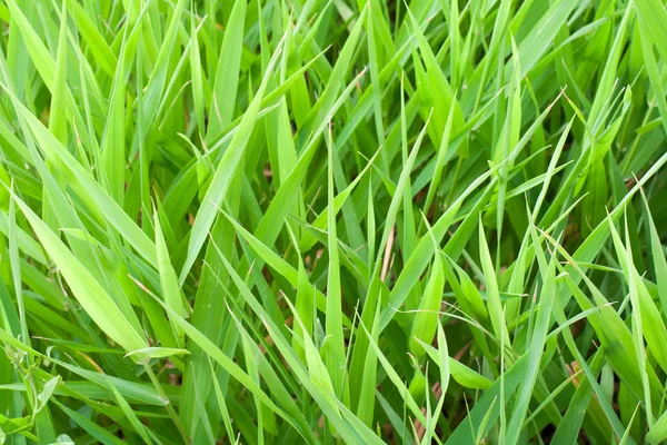 Sommergrünes Gras. Hintergrund, Textur. — Stockfoto