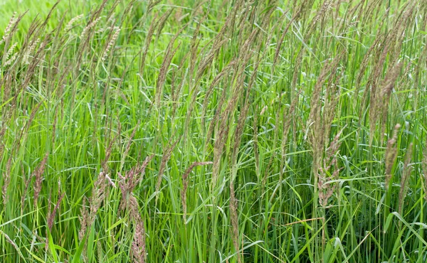 Erba verde con grani. sfondo, consistenza . — Foto Stock