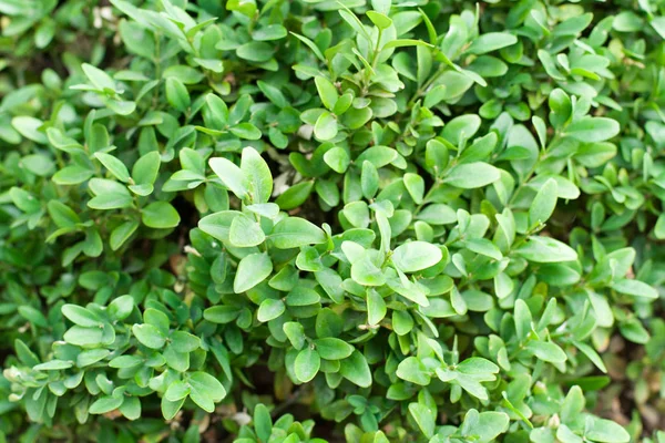 Yeşil yapraklı arka plan, doku