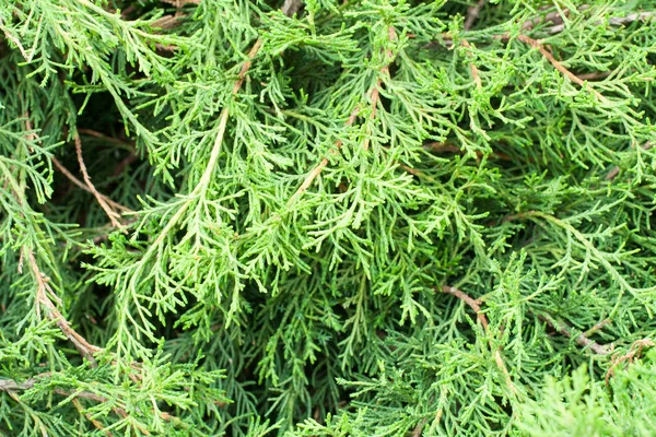 Yeşil yapraklı arka plan, doku