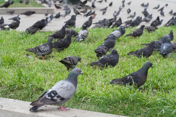 Много голубей в городе. природа, животные — стоковое фото