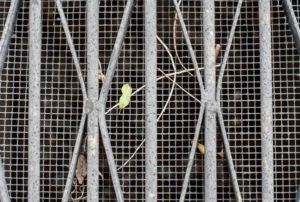 Канализационная / вентиляционная сеть с листьями и палками — стоковое фото