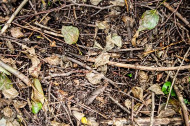 Orman yere yaz. arka plan, doku, doğa.