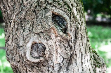 ahşap ağaç dokulu kabuğu ile. arka plan, doğa.
