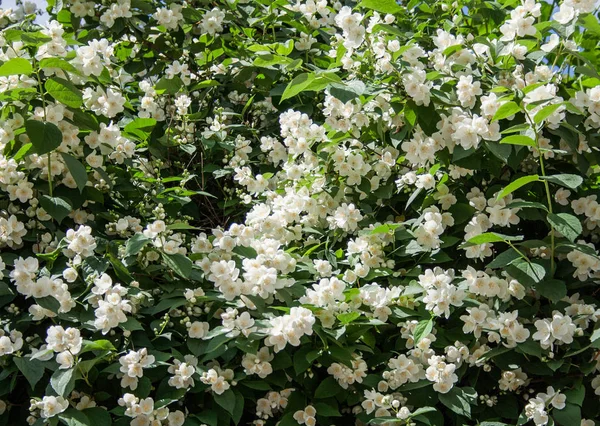 Белое дерево цветов. фон, природа . — стоковое фото