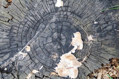 Çürümüş güdük. arka plan, doku.