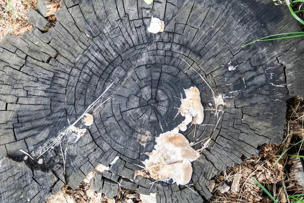 Çürümüş güdük. arka plan, doku.