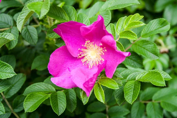 Kuşburnu çiçeği. doğa, arka plan