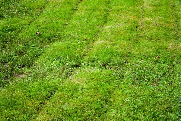 Gras gemäht. Hintergrund, Natur. — Stockfoto