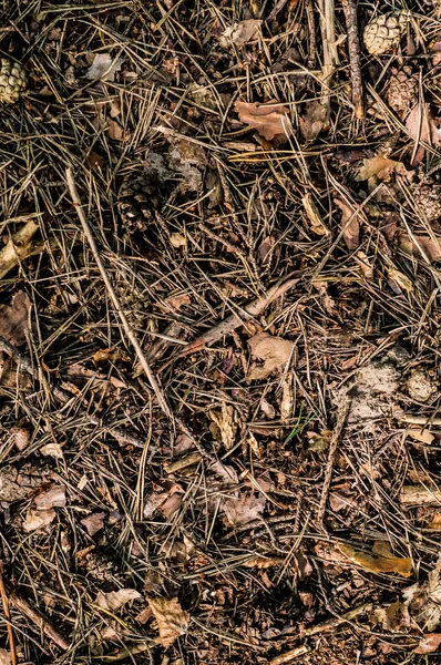 Poligonie leśnym z szyszek. tło i tekstura — Zdjęcie stockowe