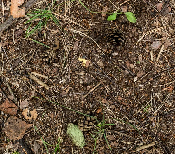 Terrain forestier avec cônes. fond, texture — Photo