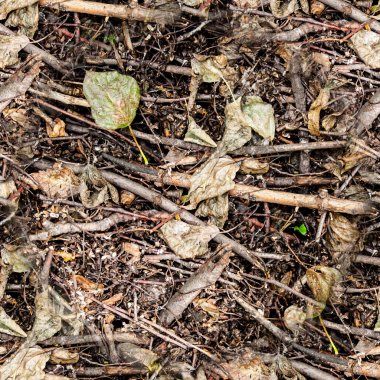 sorunsuz yaz orman zemin. doku, doğa.