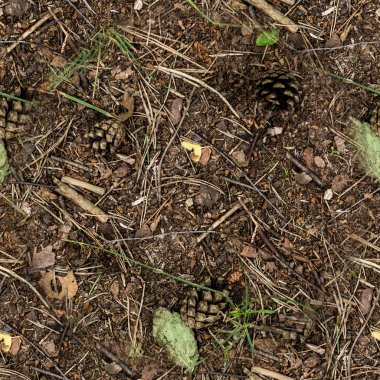 koniler ile sorunsuz orman yere. arka plan, doku