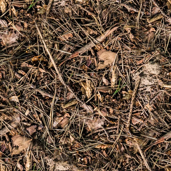 Terreno de floresta sem costura. fundo, textura — Fotografia de Stock