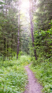 yolu ormanın içinden. arka plan, doğa.