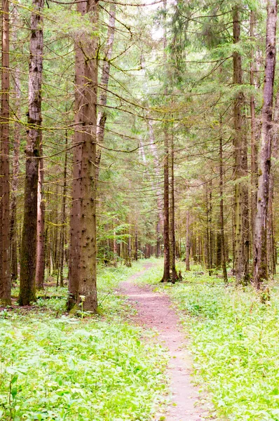 Ścieżką przez las. tło, natura. — Zdjęcie stockowe