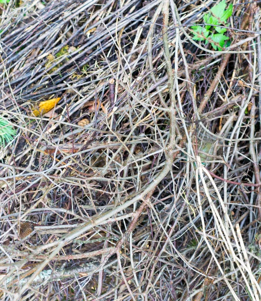 Kuru dallar. arka plan, doku.