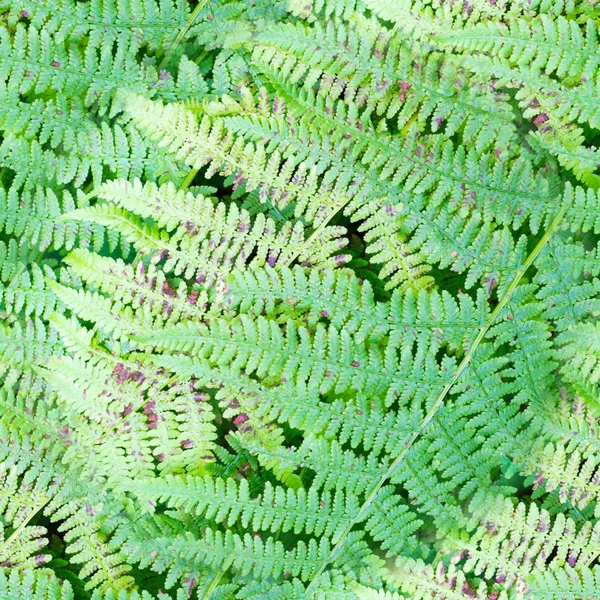 Naadloze groene fern verlaat. natuur, textuur. — Stockfoto