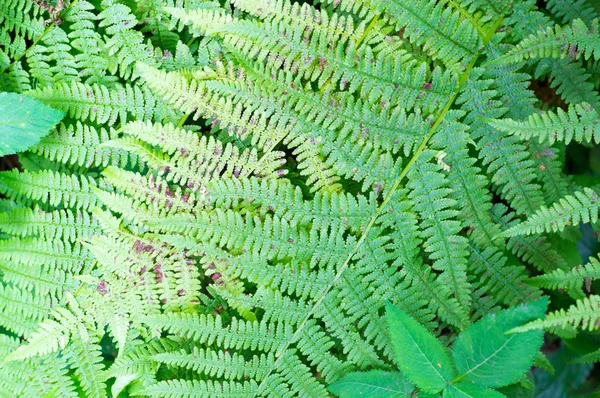 Foglie di felce verde. natura, sfondo . — Foto Stock