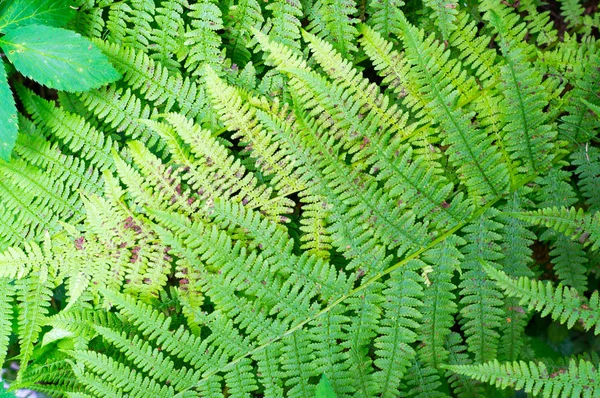 Foglie di felce verde. natura, sfondo . — Foto Stock