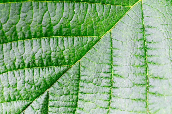 Makro yaprak desen. doku, doğa. — Stok fotoğraf