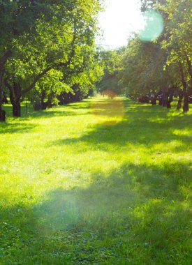 elma grove adlı güneşli bir gün. arka plan, doğa.