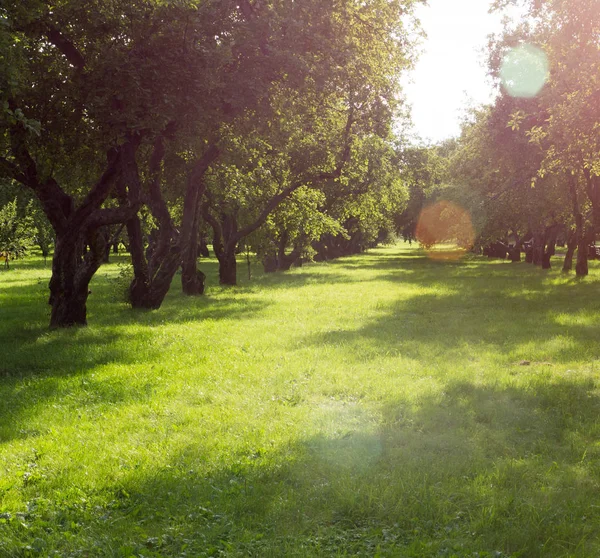 晴れた日にアップル グローブ。自然の背景. — ストック写真